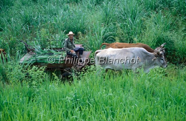cuba 04.JPG - Boeufs de traitVinalesCuba